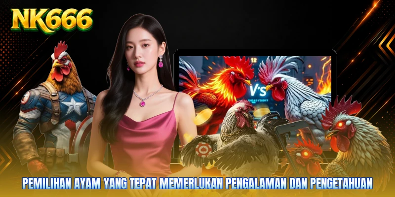 Pemilihan ayam yang tepat memerlukan pengalaman dan pengetahuan